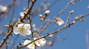 El tiempo en primavera en Granada